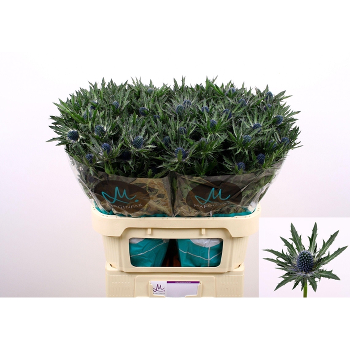 <h4>ERYN ORION QSTAR</h4>