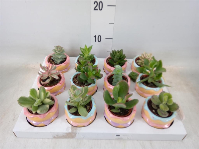 <h4>Succulents   ...</h4>