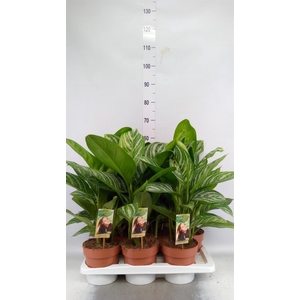 Aglaonema   ...