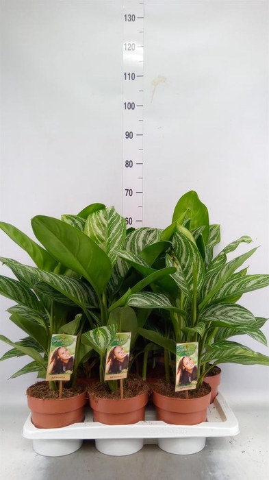<h4>Aglaonema ...</h4>