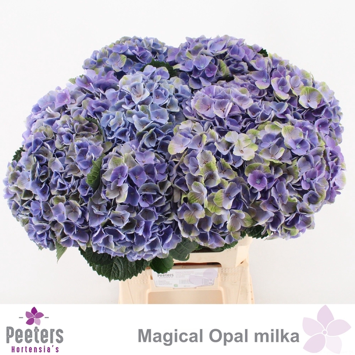 <h4>HYDR M MAG OPAL</h4>