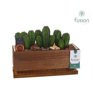 The Green Lighting Garden LED Medium lang met Cactus