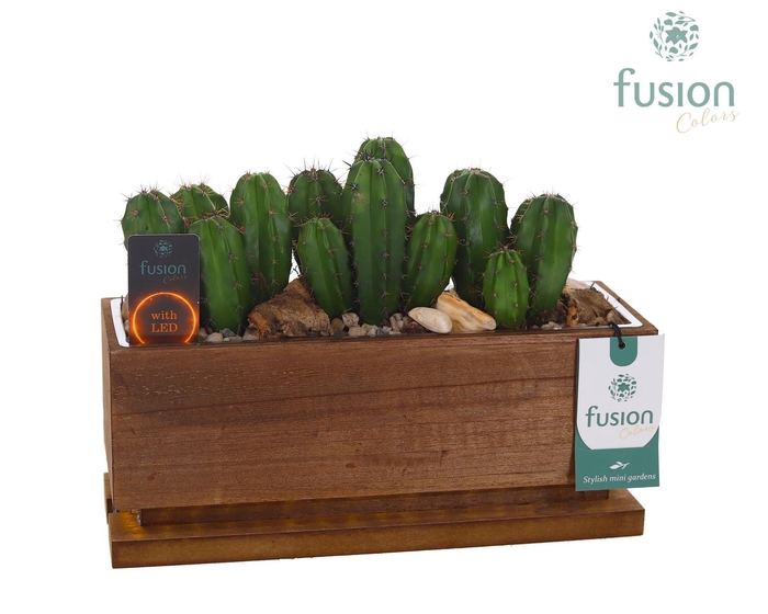 <h4>The Green Lighting Garden LED Medium lang met Cactus</h4>