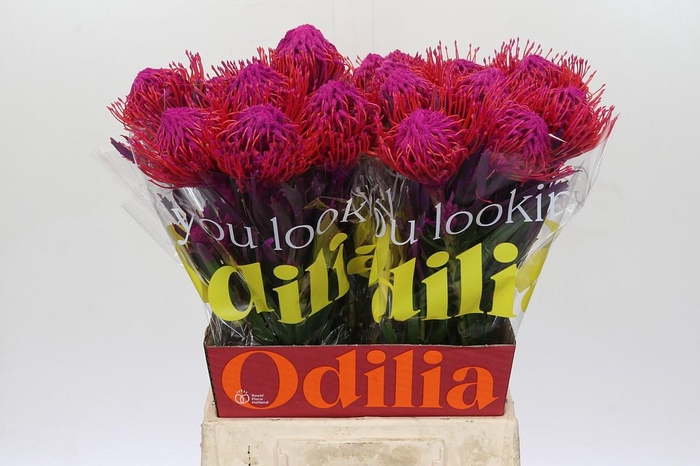 <h4>Nutans Painted Cerise</h4>