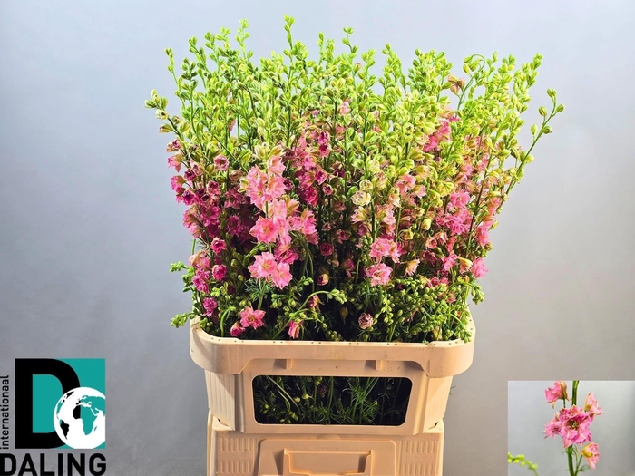 <h4>Cons R Q Rose 100cm</h4>