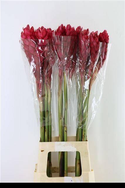 <h4>ALPINIA PURPURATA#</h4>