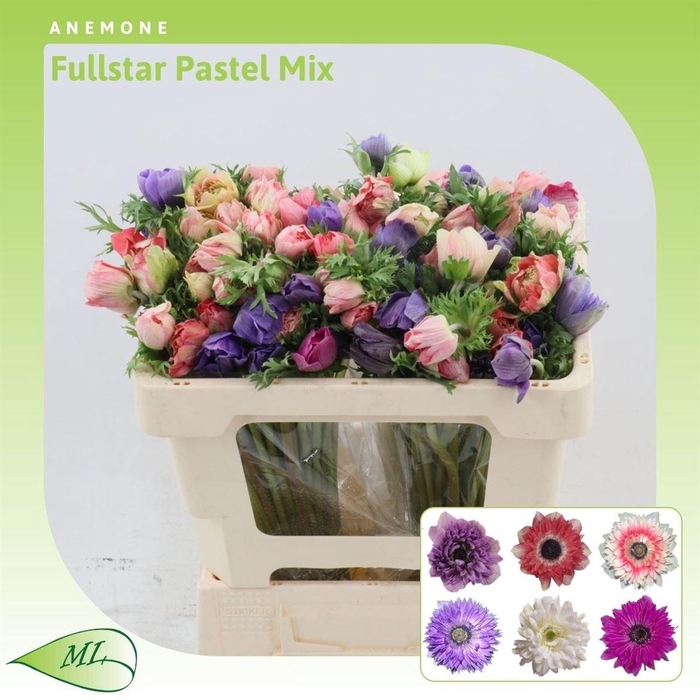 <h4>Anemone Fullstar Pastel Mix</h4>