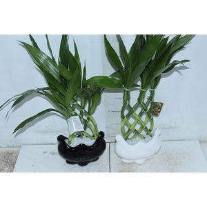 BAMBU PIRAMIDE CERAMICA