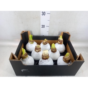 Hippeastrum   ...waxed H%