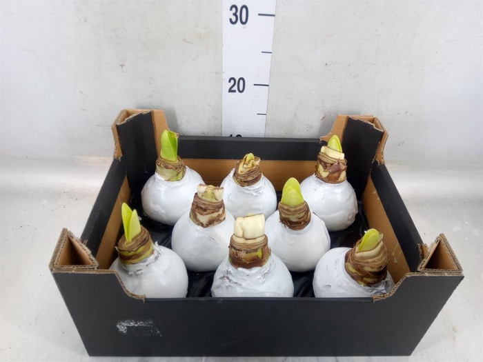 <h4>Hippeastrum   ...waxed H%</h4>