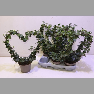 Hed He Ov Groen Hartvorm