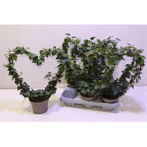 arr8 Hed He Ov Groen Hartvorm