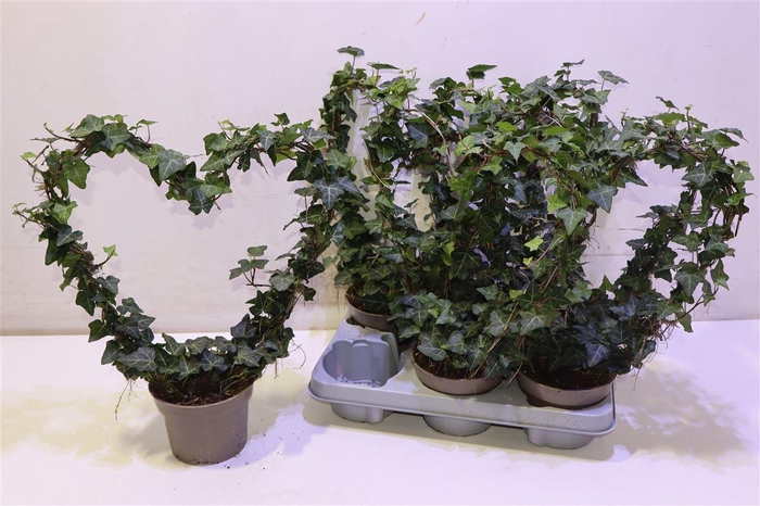 Hed He Ov Groen Hartvorm