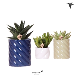 Kolibri Greens Succulenten mix in Candy pot blue mix