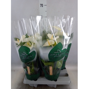 Anthurium andr. 'Samora'
