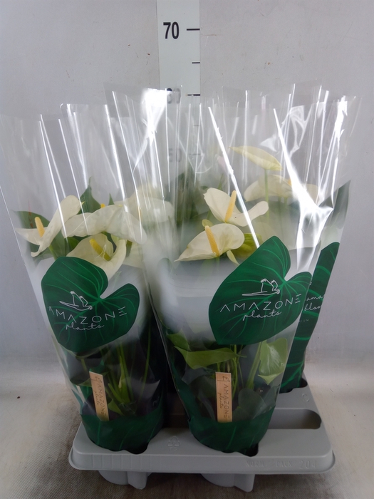 <h4>Anthurium andr. 'Samora'</h4>
