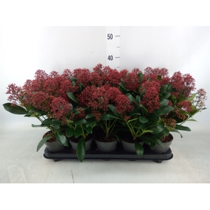 Skimmia jap. 'Rubella'