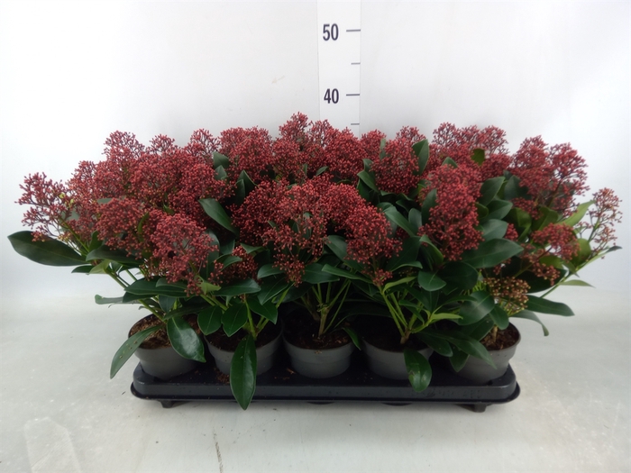 <h4>Skimmia jap. 'Rubella'</h4>