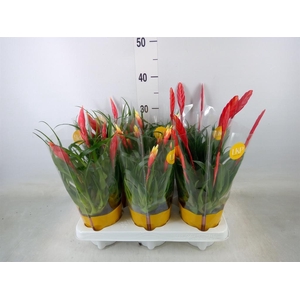 Vriesea  MF   ...mix 2