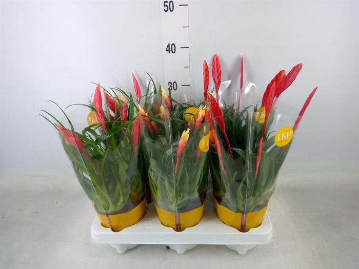 <h4>Vriesea  MF   ...mix 2</h4>