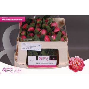 Paeonia Pink Hawaiian Coral