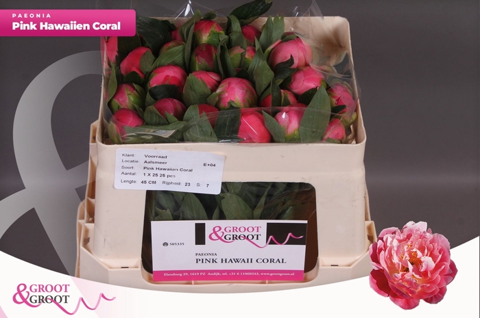 <h4>Paeonia Pink Hawaiian Coral</h4>