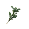 Pittosporum Leaf Branch Varigated Green