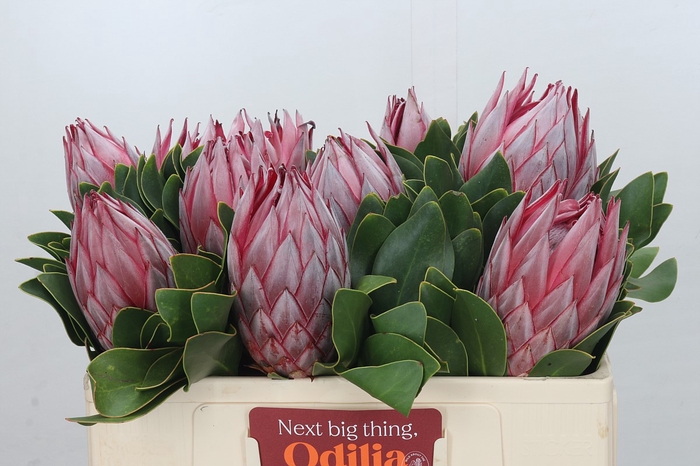 Protea Cynaroides Stellar