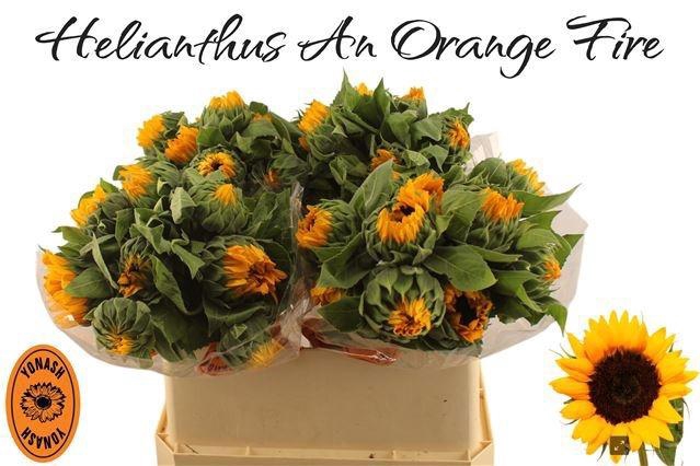 <h4>HELI ORANGE FIRE</h4>