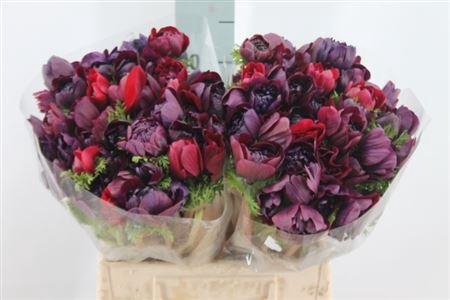 <h4>Anemoon Carillon Black Double</h4>