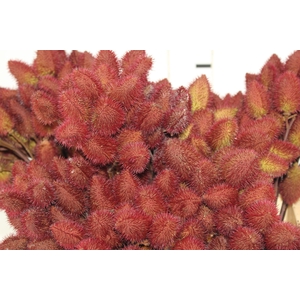 FOLHAGEM URUCUM