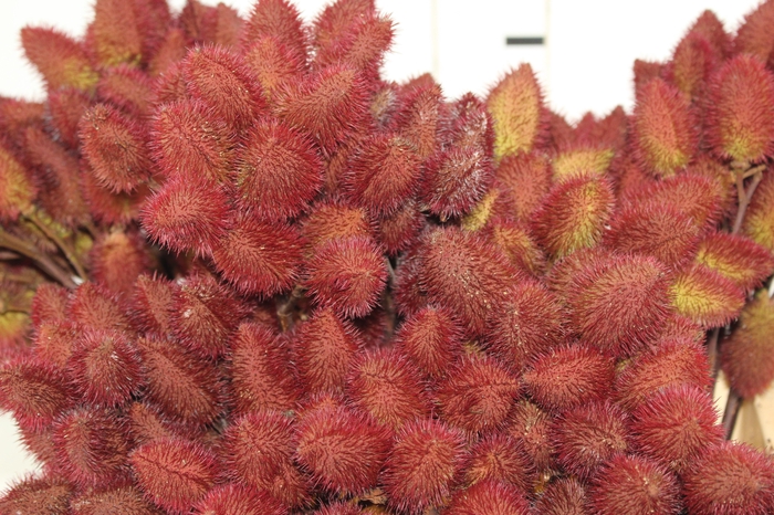 <h4>FOLHAGEM URUCUM</h4>