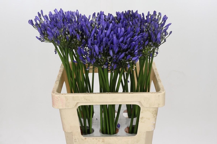 Agapanthus Uri