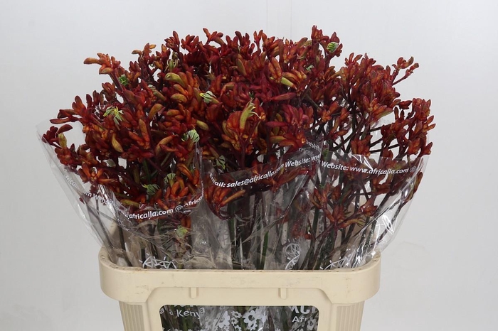 Anigozanthos Early Spring Indoor