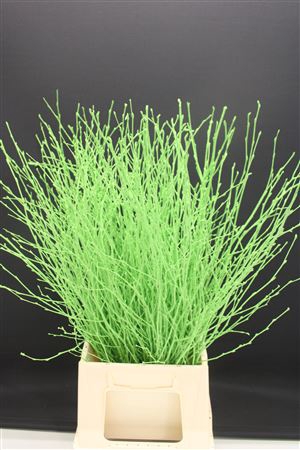 <h4>Berk Kort Appelgroen</h4>