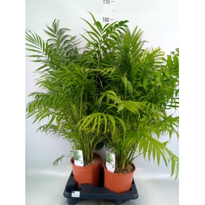 Chamaedorea elegans