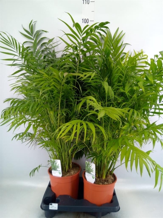 <h4>Chamaedorea elegans</h4>