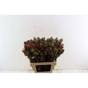 Leucad Senorita Spray 60cm