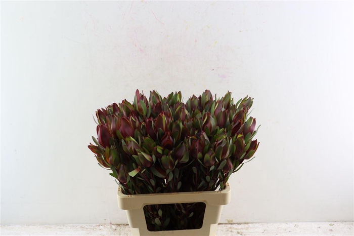 <h4>Leucad Senorita Spray 60cm</h4>