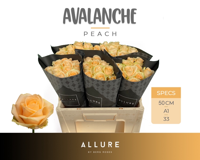 <h4>R GR AVALANCHE PEACH+ ALLURE Allure Specials</h4>