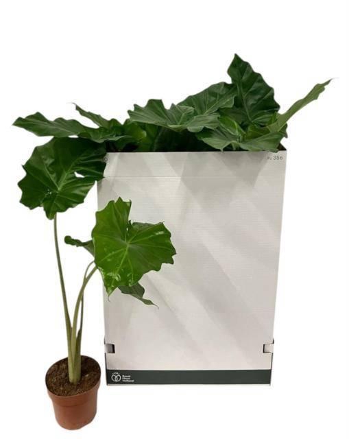 <h4>ALOC PORTODORA</h4>