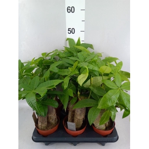 Pachira aquatica