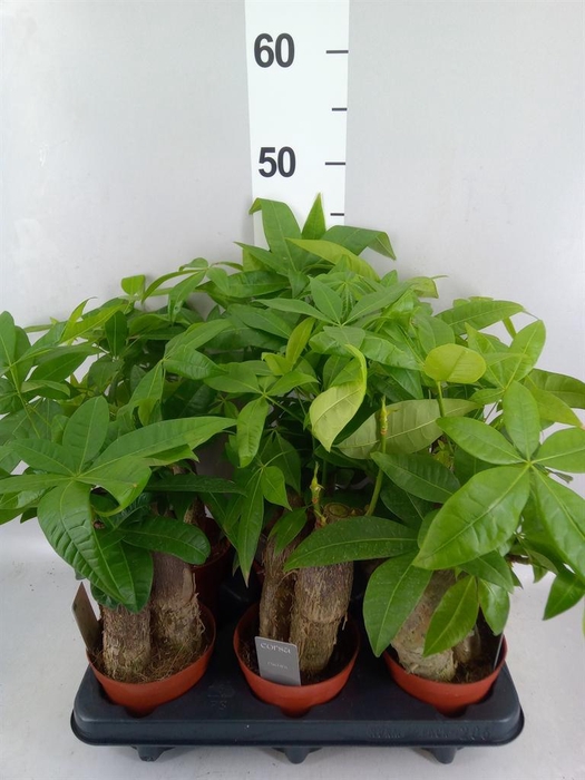 <h4>Pachira aquatica</h4>
