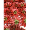 ECHEVERIA PURPLE PEARL CUTFLOWER WI
