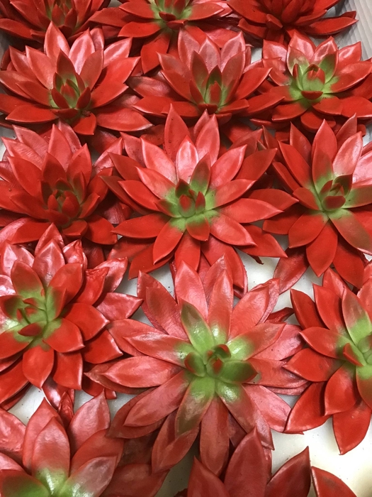 ECHEVERIA PURPLE PEARL CUTFLOWER WI