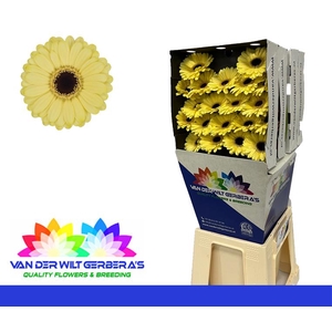 Germini Surfer Diamond