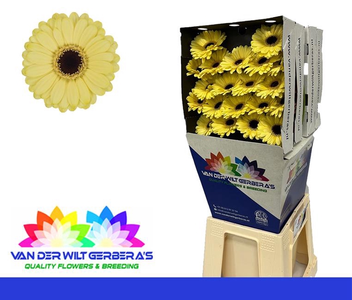 <h4>Germini Surfer Diamond</h4>