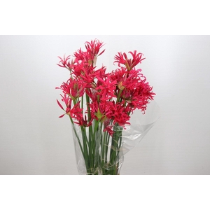 Nerine Desi