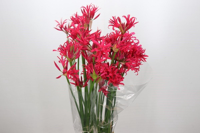 <h4>Nerine Desi</h4>