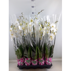 Phalaenopsis   ...white